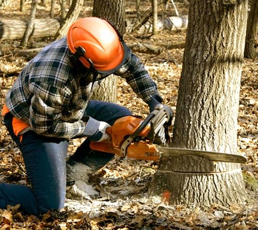 Tree Removal in Nimitz, WV